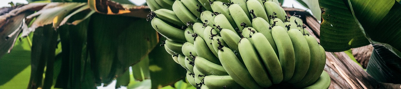 Biodegradable Polymer Compounds Reinforced with Banana Fiber for the Production of Protective Bags for Banana Fruits in the Context of Circular Economy banner