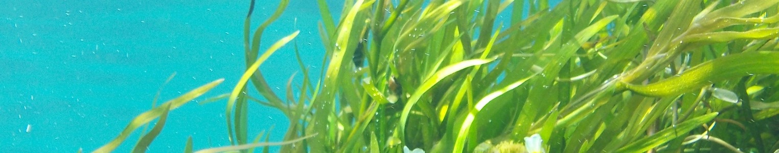 Hidden Champion of the Ocean: Seaweed as a Growth Engine for a Sustainable European Future banner