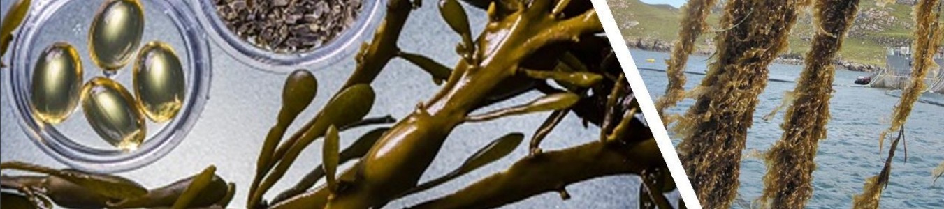 Economic Feasibility Study on Seaweed banner