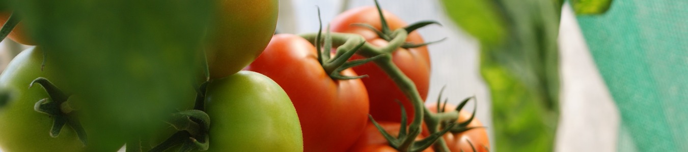 Aquaponics- a greenhouse for innovative food production banner