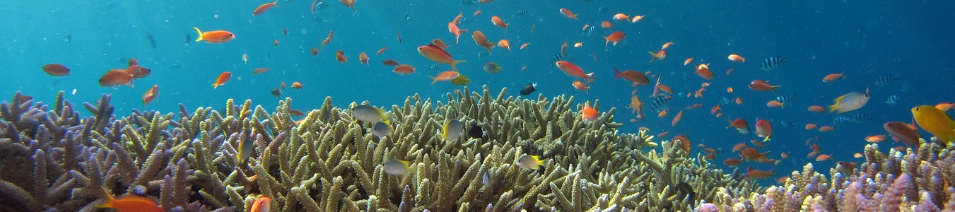 Safeguarding Coral Reefs with a Curb-cut Rain Garden banner