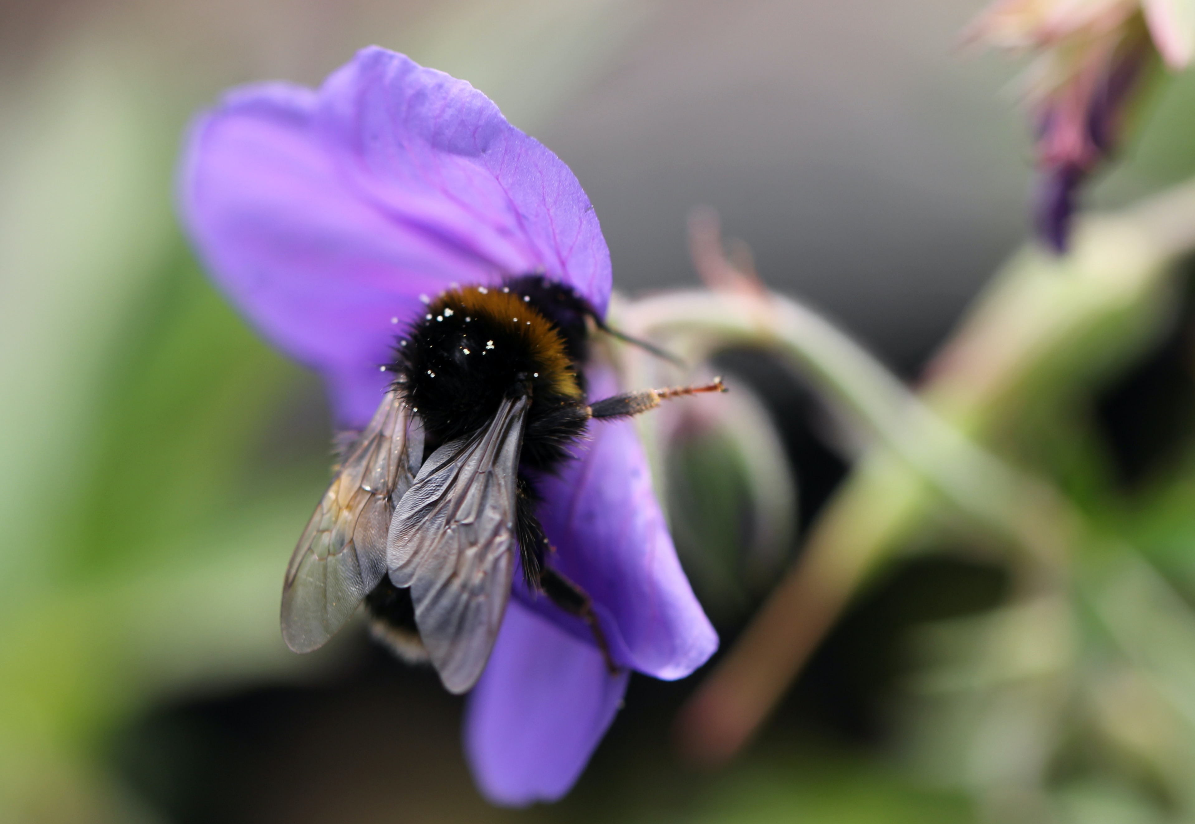 Are Botanical Insecticides Successful against Insects and Pests? card