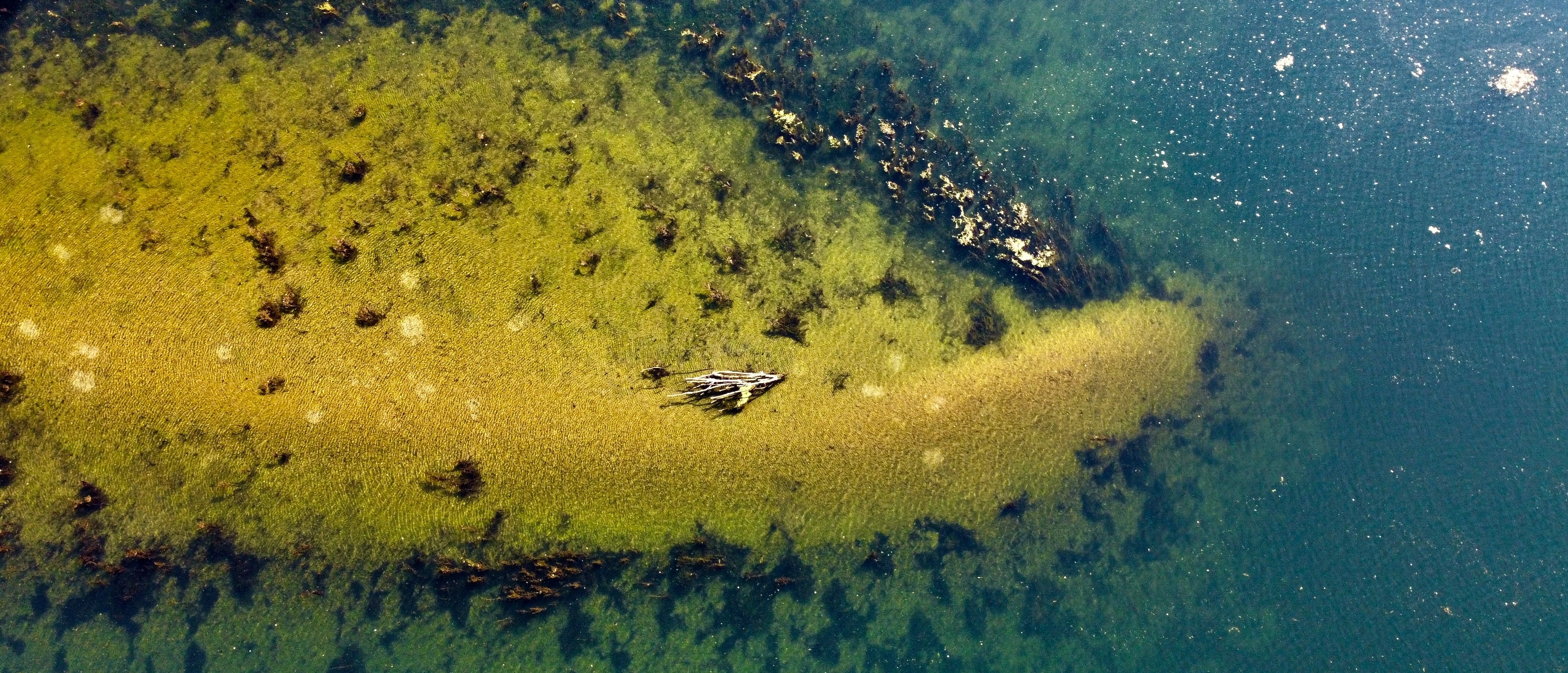 ESA Forestry Thematic Exploitation Platform Presentation card