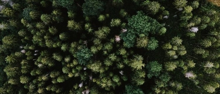 Rewilding for Climate and Biodiversity card