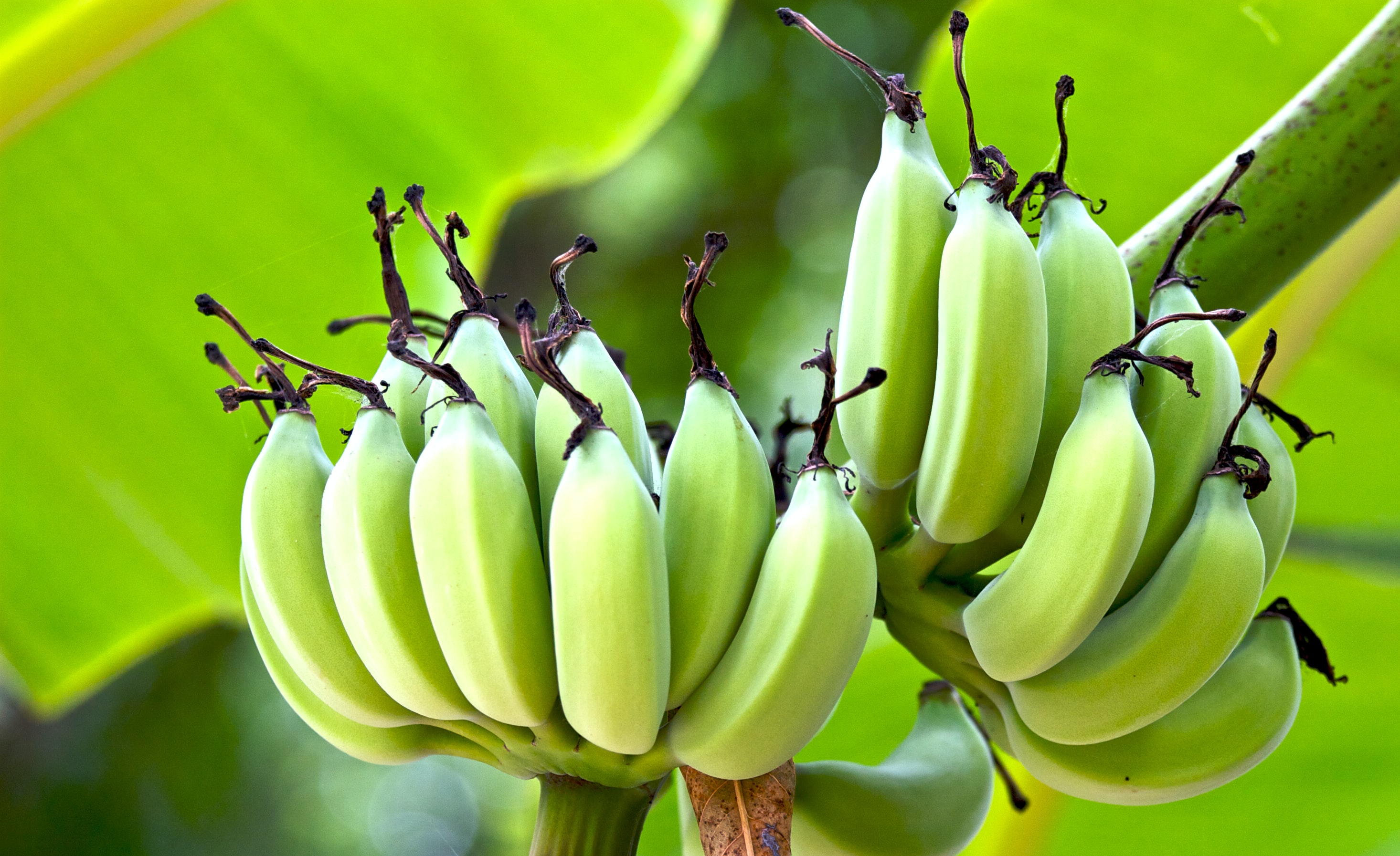 Constraints Faced by Banana Growers in Adoption of IPM card