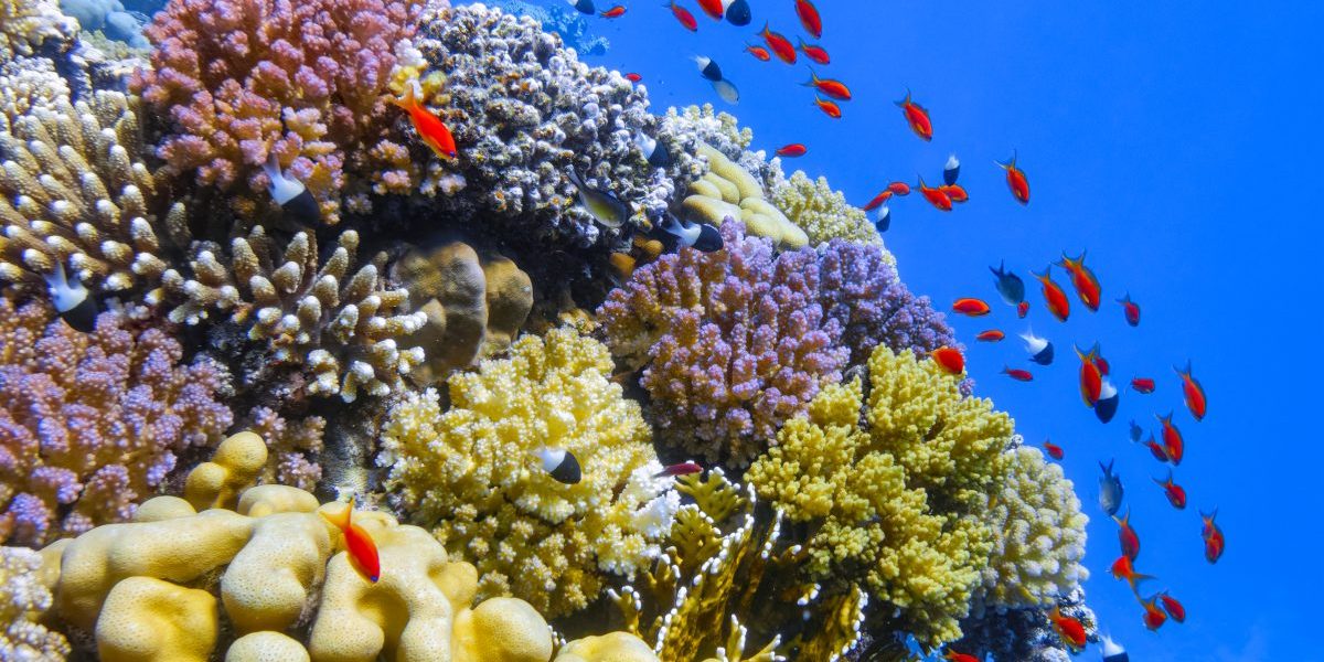 Africa’s Sustainable Blue Economy: The Role of Incubators and Accelerators card