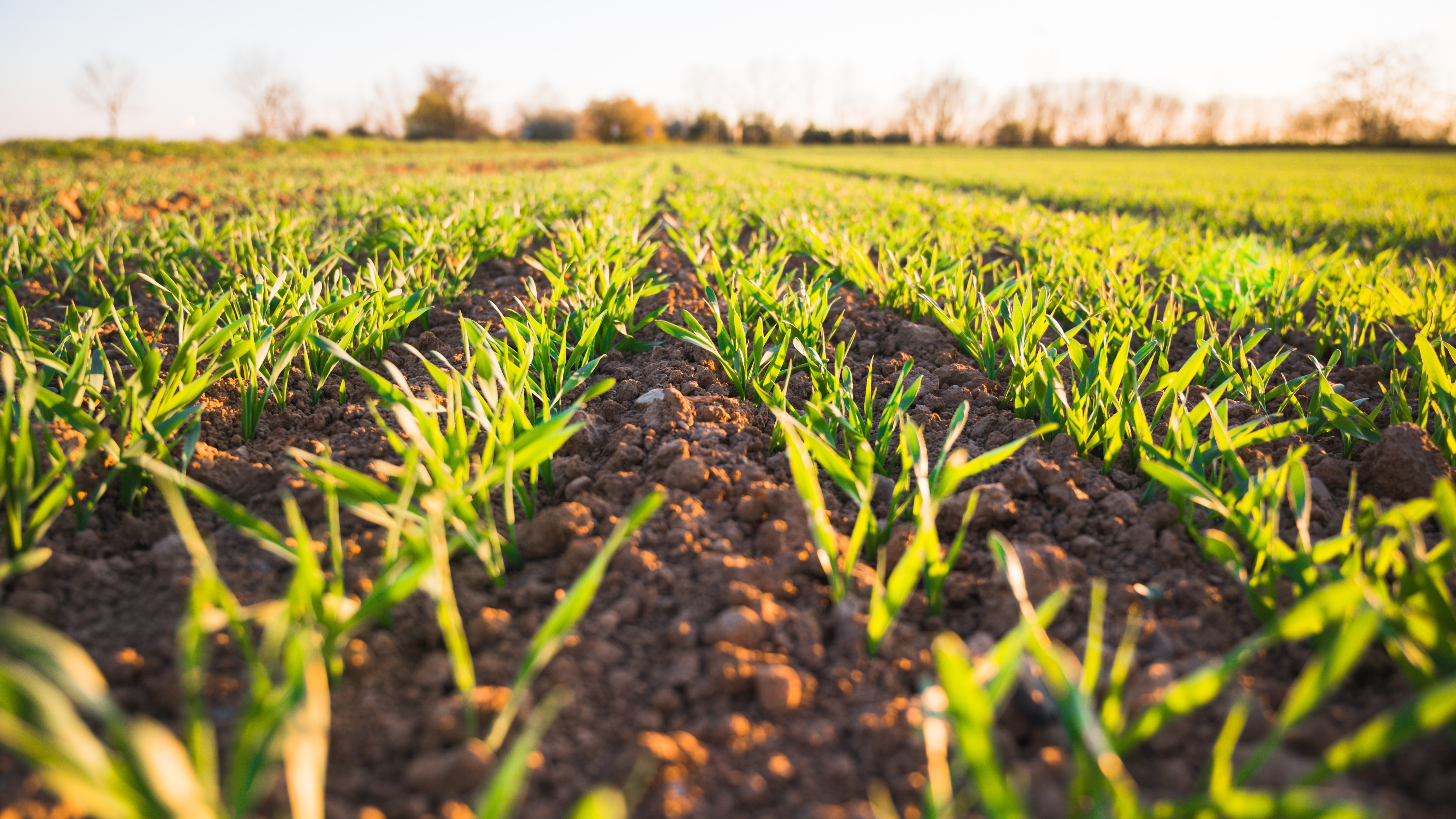 Environmental Impacts of Food Production card