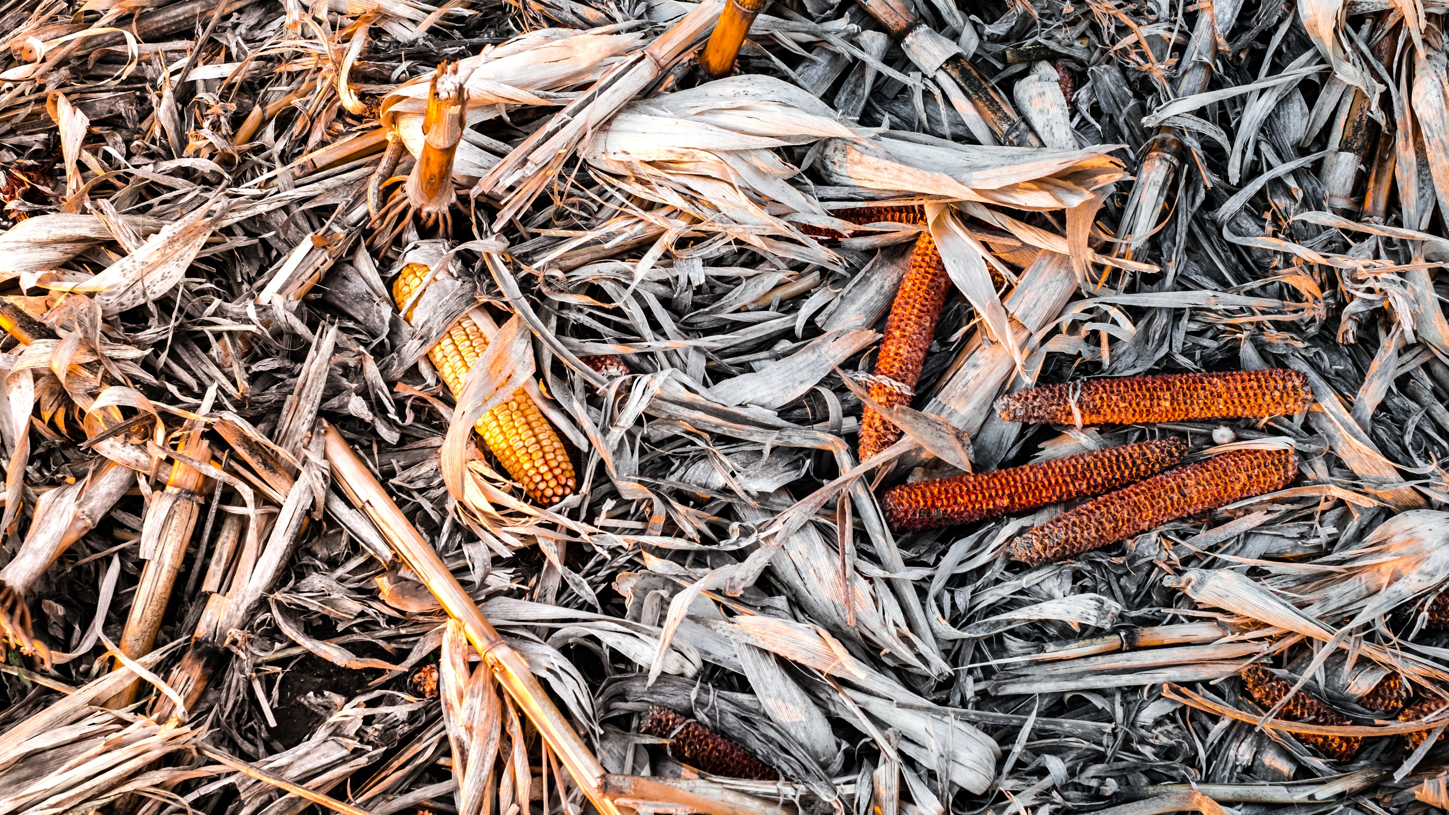 CoRncrete: A Starch Based Building Material card