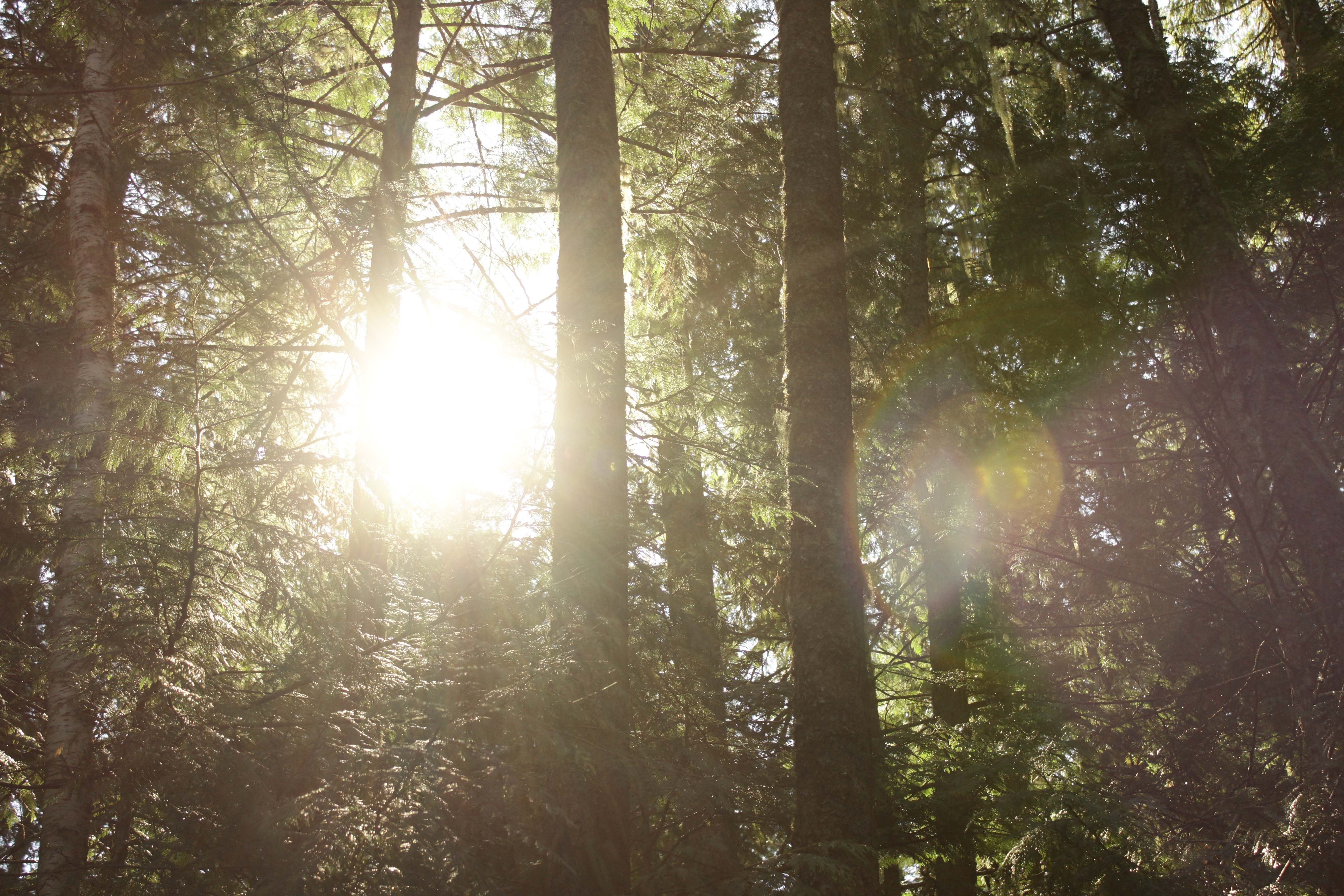 An Introduction to the Forest Bioeconomy in Action's Greenhouse card