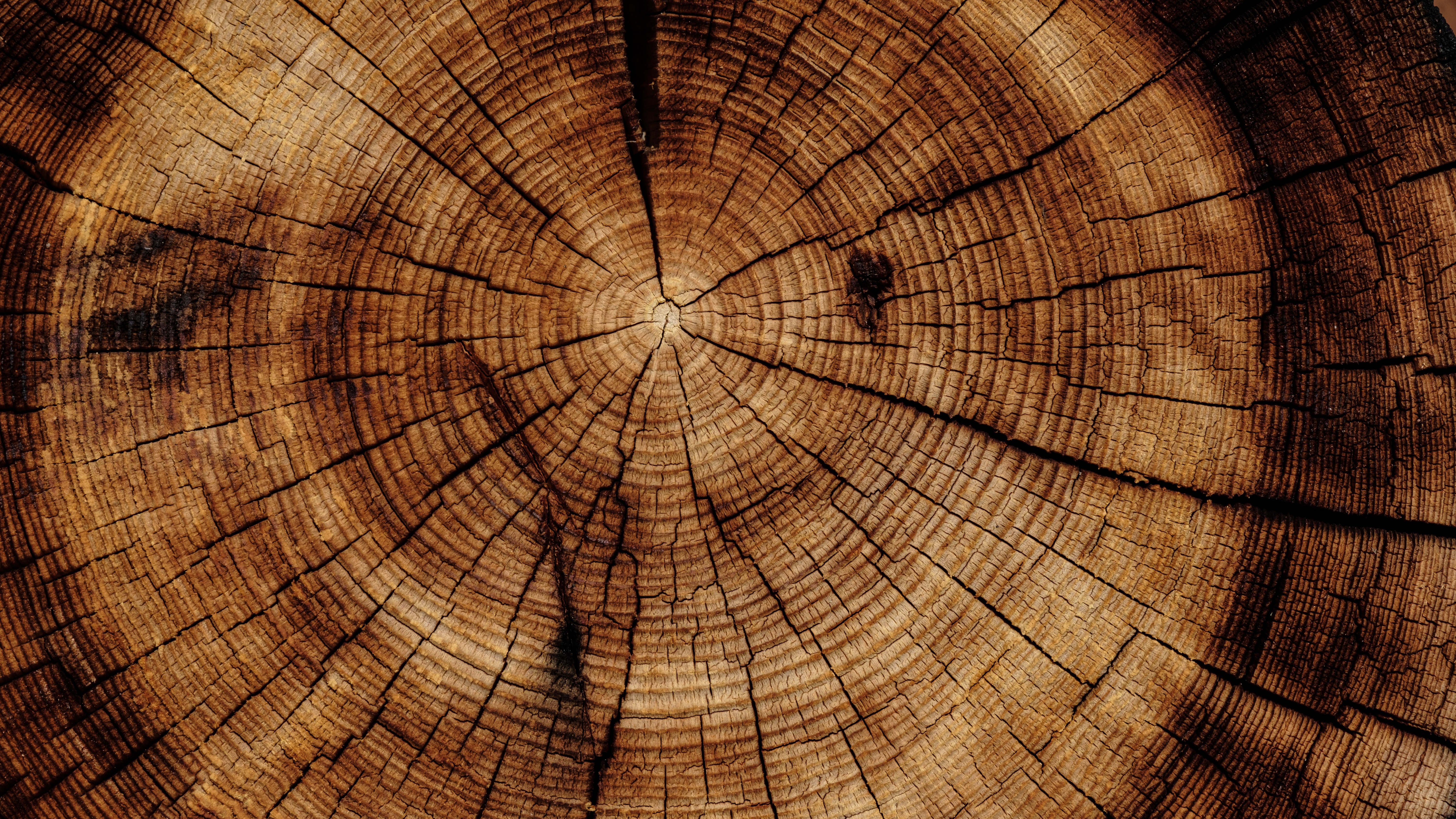 Turning Wood into Plastic card