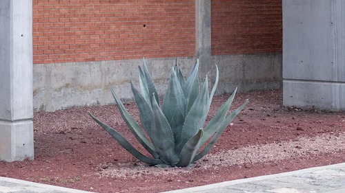 Agave By-Products: An Overview of Their Nutraceutical Value, Current Applications, and Processing Methods card