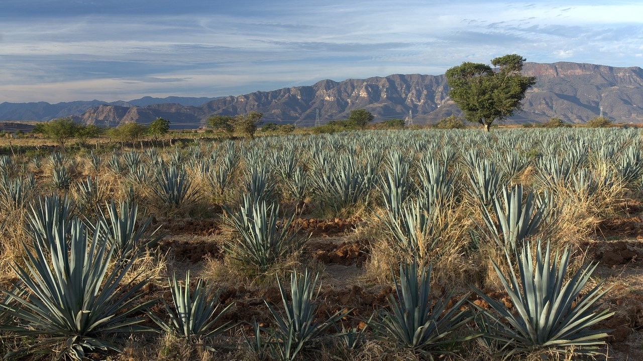Utilization of By-Products from the Tequila Industry card