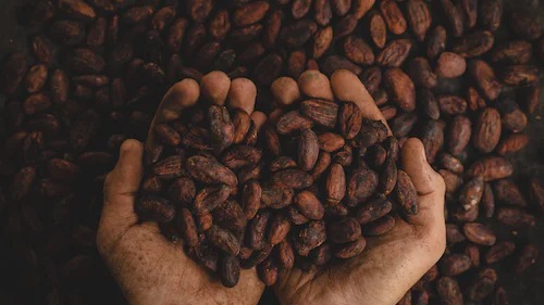 Cocoa Traceability: Case Study card