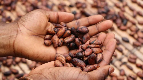 Technical Brief on Cocoa Traceability in West and Central Africa card