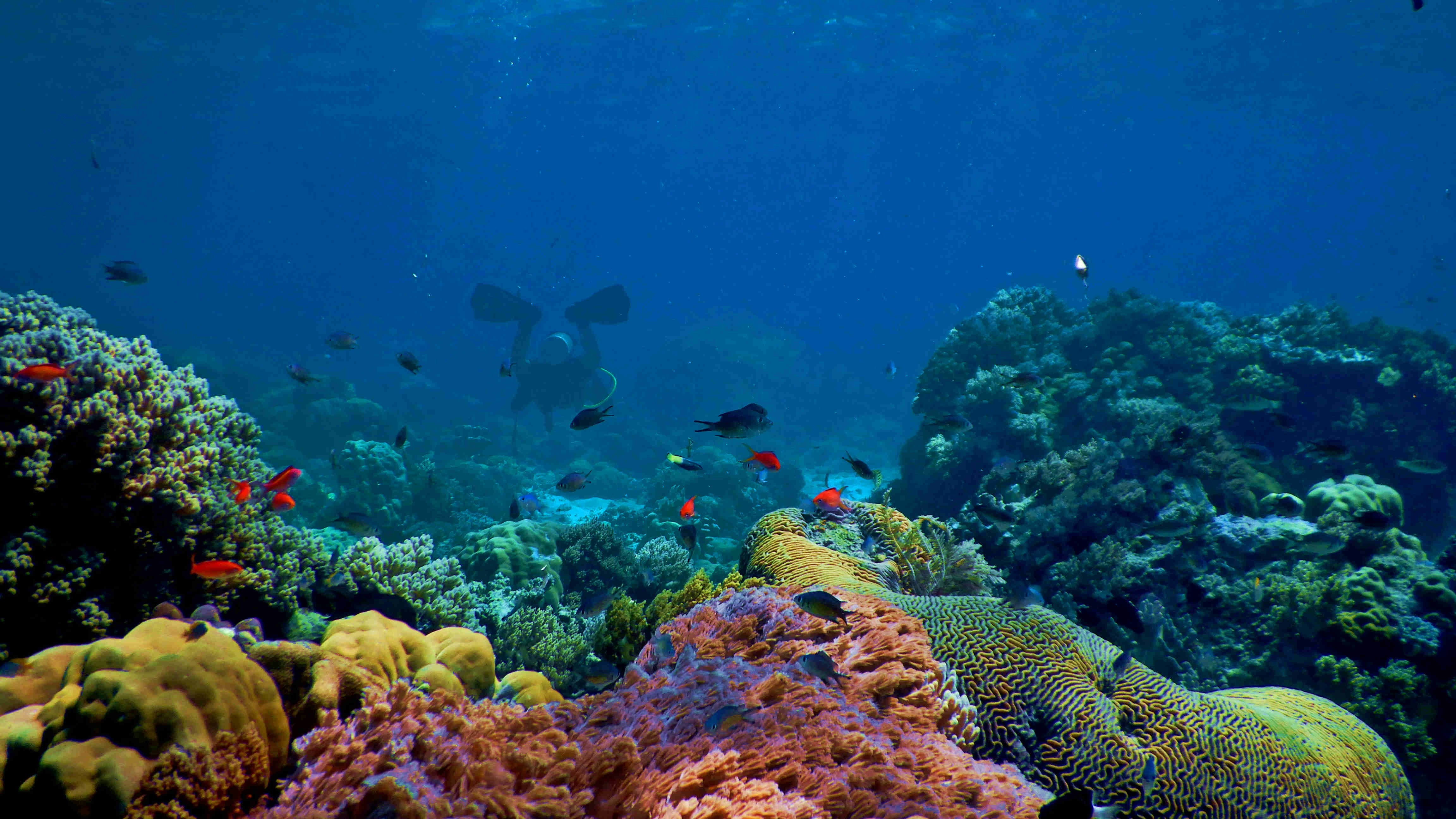 Solutions to Watch: Coral Reef Conservation card