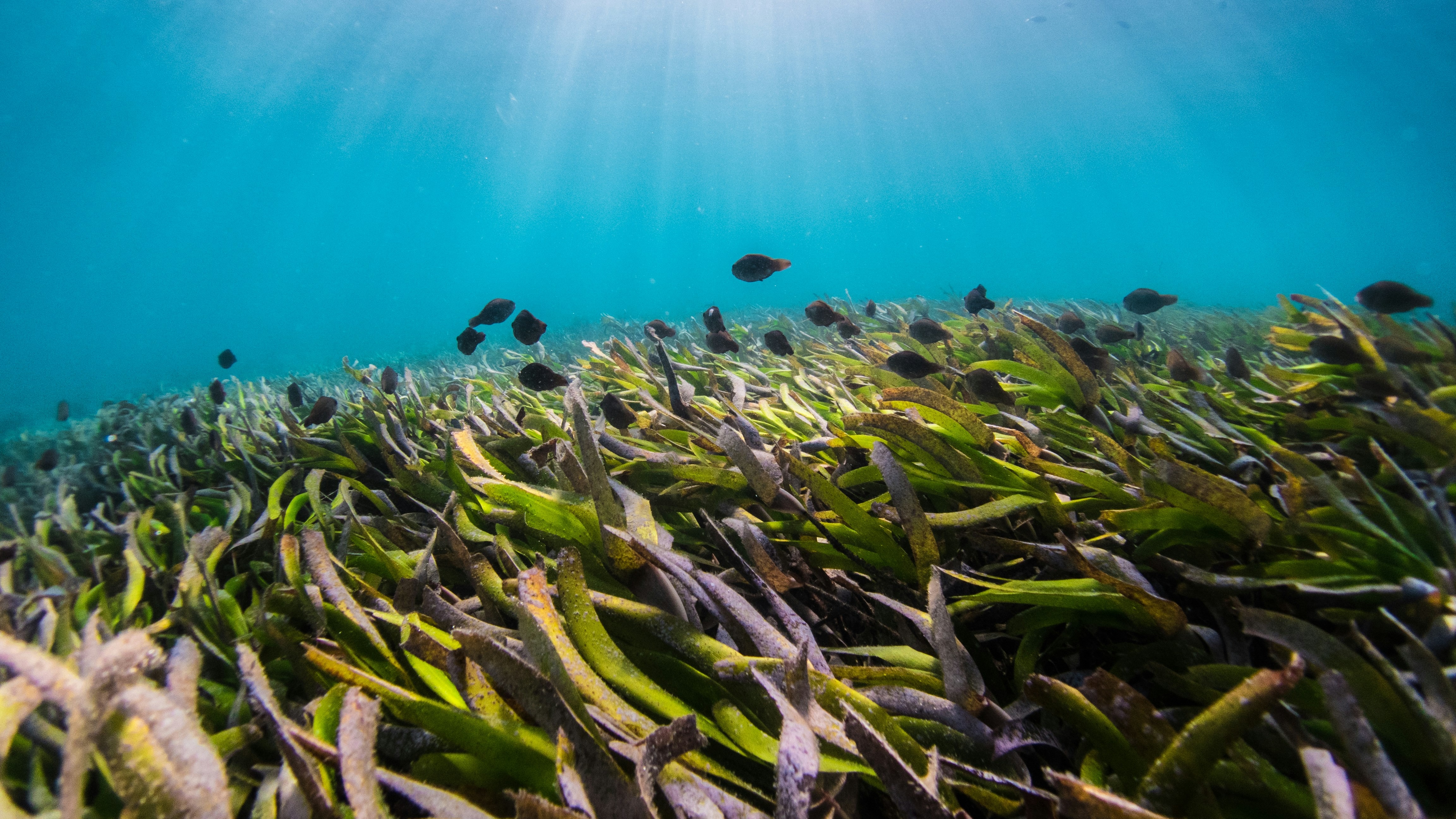Solutions to Watch: Global Seaweed Partnership card