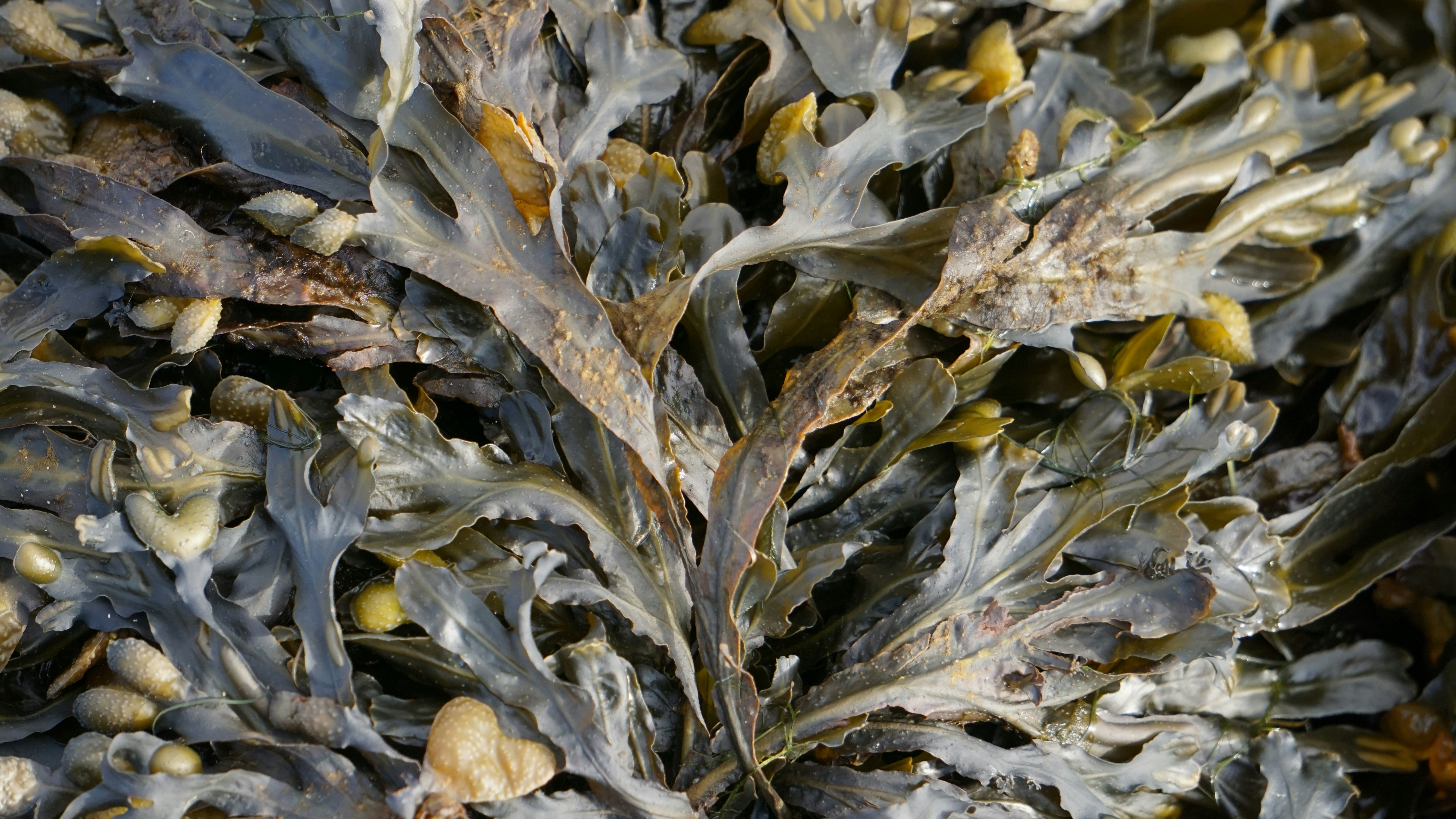 Solutions to Watch: Seaweed Industry Growth card