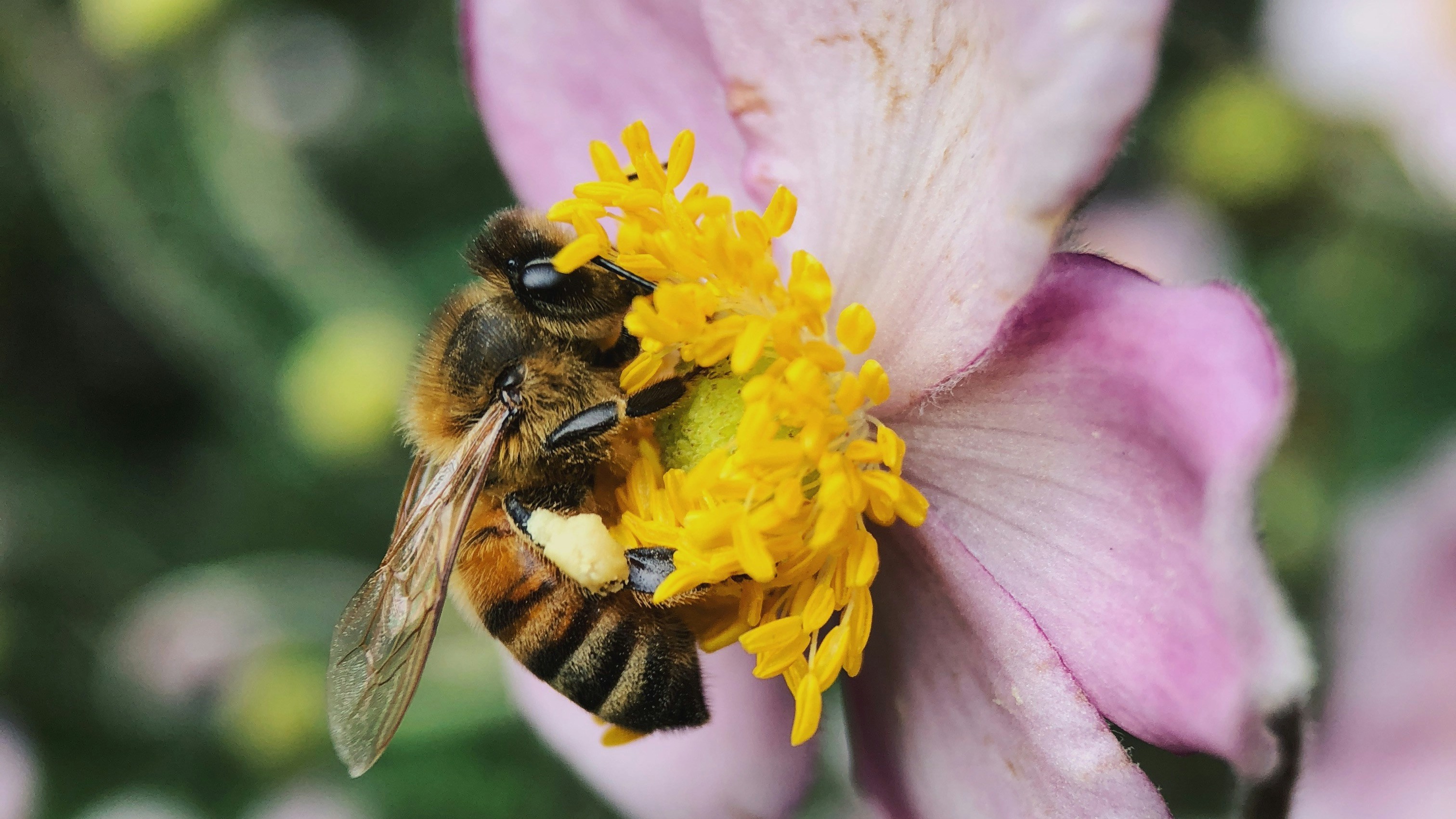 Protection of Honeybees and Other Pollinators: One Global Study card