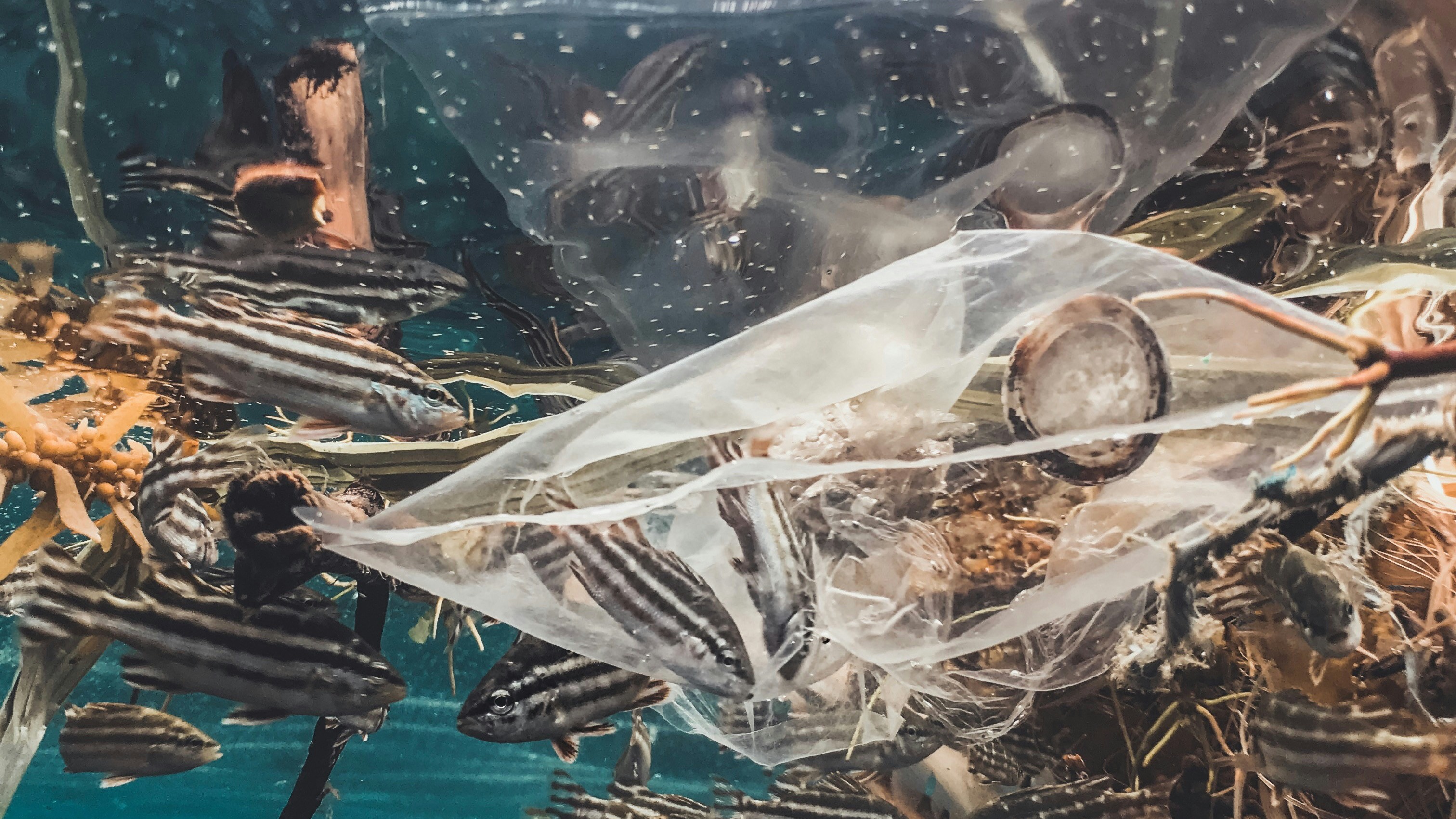 Is Biodegradable and Compostable Plastic Good for the Environment card