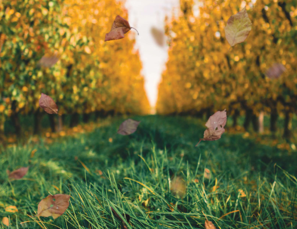 Approaches to sustainable agriculture card