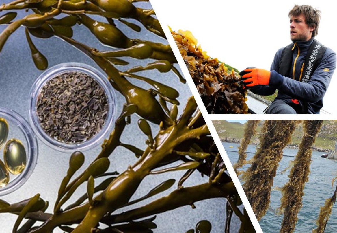 Economic Feasibility Study on Seaweed card