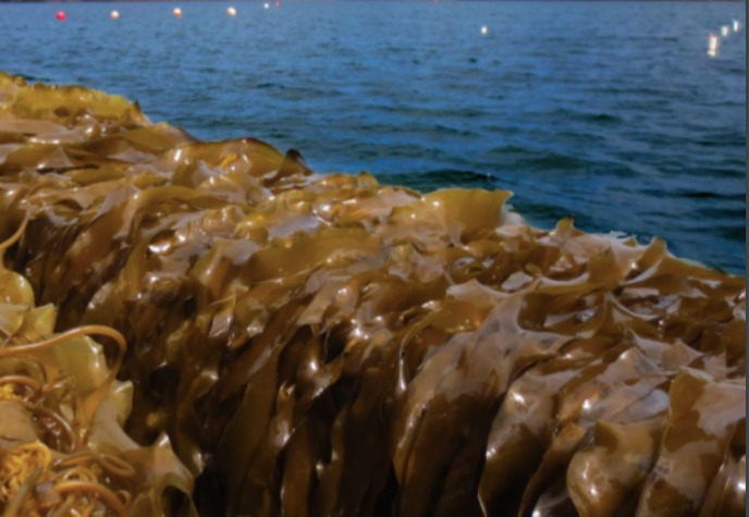 US State by State Summary of Seaweed Aquaculture Leasing/Permitting Requirements (2021) card