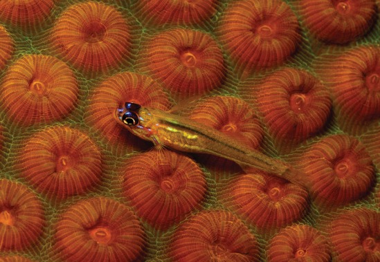 Reefs at Risk in the Caribbean card