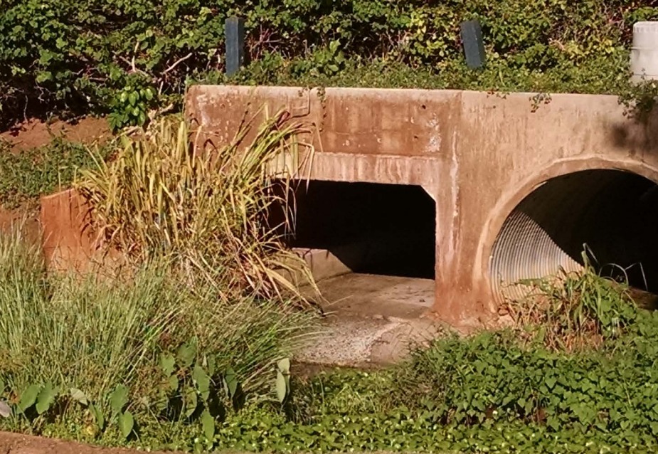 Safeguarding Coral Reefs: Floating Treatment Wetlands to Filter Stormwater card