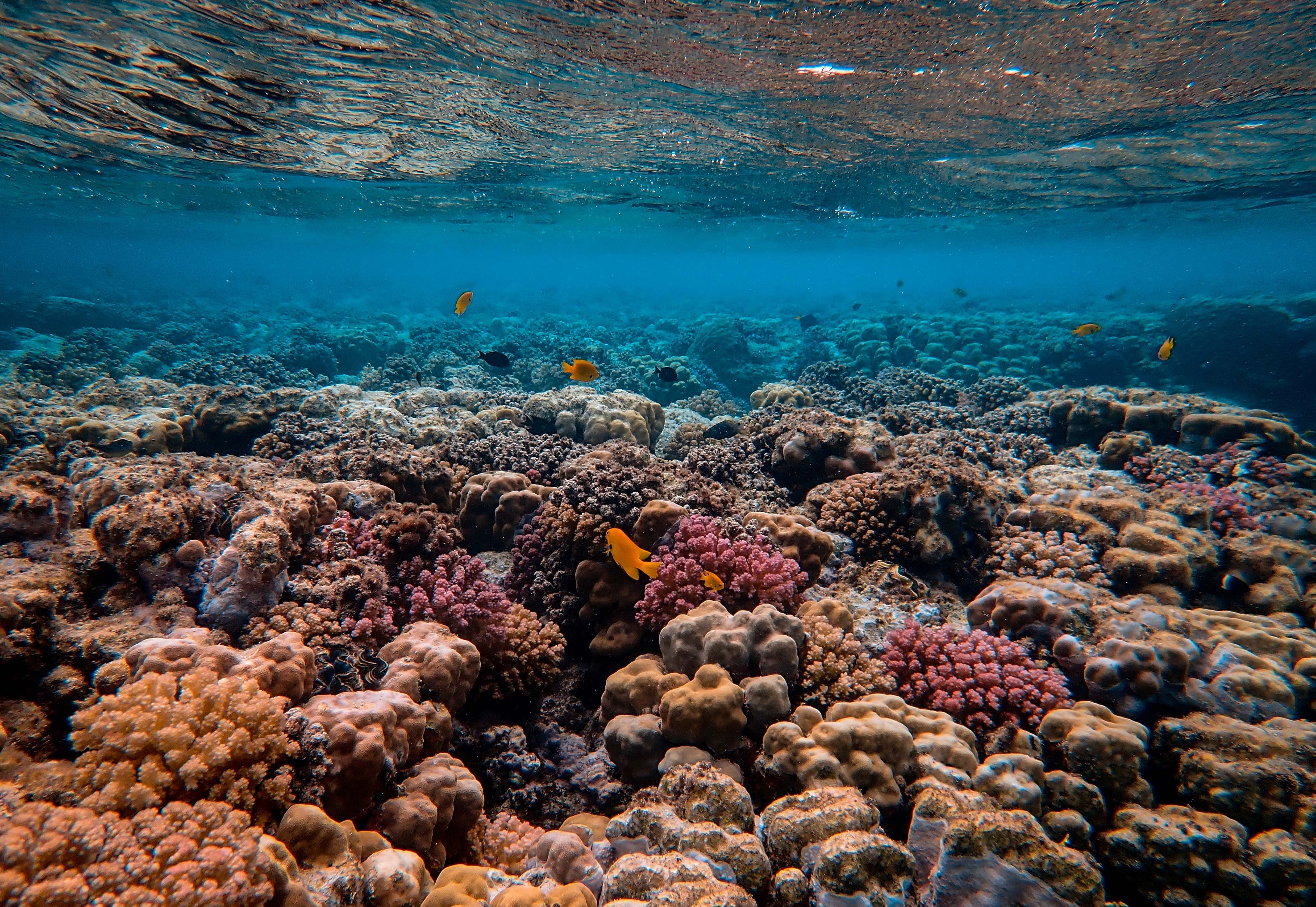 Safeguarding Coral Reefs with a Curb-cut Rain Garden card