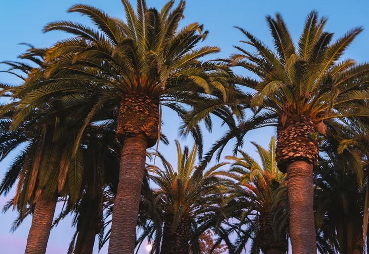 Thermal, Biodegradability and Water Barrier Properties of Bio-Nanocomposites Based on Plasticised Sugar Palm Starch and Nanofibrillated Celluloses from Sugar Palm Fibers card