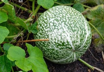 Alcayota Gum Films: Experimental Reviews card