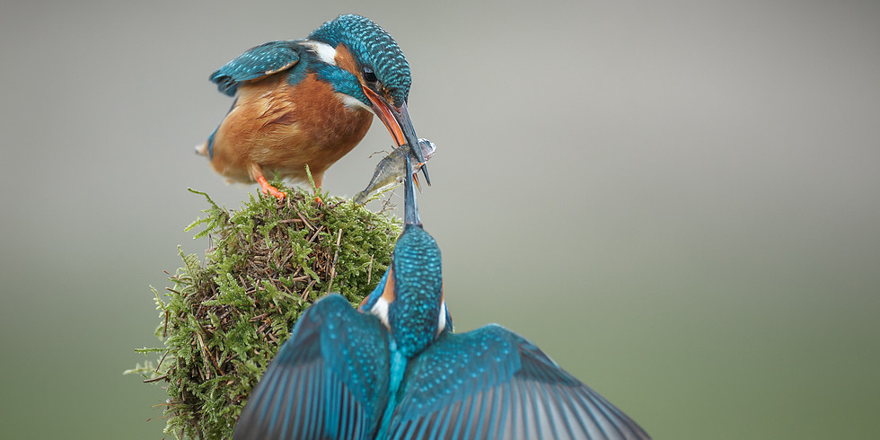 Innovate 4 Nature card