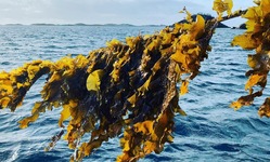 Lofoten Blue Harvest card