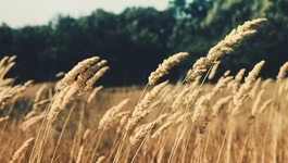 BioSparx Generators card