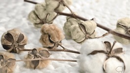 Organic Cotton Colours card