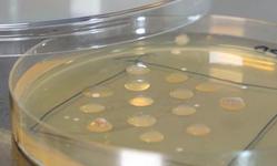 Plastbug Project card