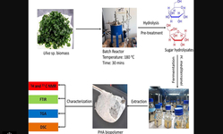 Macroalgae as carbon source for PHA card